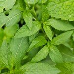 Mentha canadensis Φύλλο