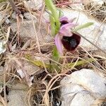 Ophrys bertolonii Blomma