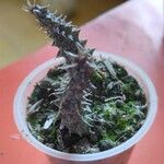 Edithcolea grandis List