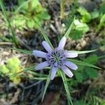 Geropogon hybridus Çiçek