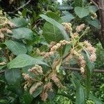 Malaisia scandens Habit