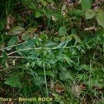 Cerinthe glabra Hábito