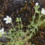 Arenaria ligericina Habit