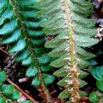 Polystichum lonchitis Žievė