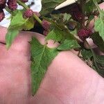 Chenopodium rubrum Hoja