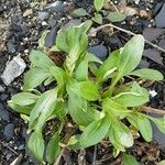 Veronica gentianoides Leaf