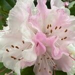 Rhododendron lapponicum 花