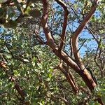 Arctostaphylos pringlei Bark