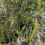 Plectaneia thouarsii その他の提案