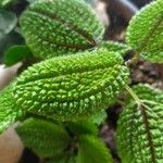 Pilea involucrata Ліст