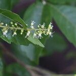 Allophylus africanus Blüte
