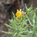 Linaria angustissima Flower