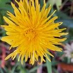 Taraxacum campylodesFiore