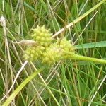 Carex oederi Фрукт