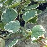 Coleus madagascariensis Leaf