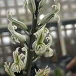Haworthia arachnoidea Fleur