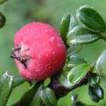 Cotoneaster integrifolius Anders