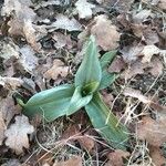 Anacamptis fragrans Folio