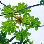 Cecropia schreberiana Hoja