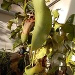 Nepenthes truncata Hábito