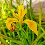 Iris juncea 花