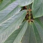 Lonchocarpus heptaphyllus Liść