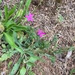 Dianthus armeria Habitus