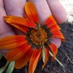 Gazania rigens Cvet