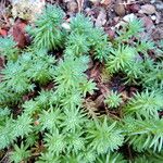 Petrosedum forsterianum Habit