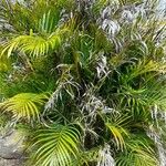 Dypsis lutescens Лист