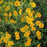 Tagetes tenuifolia ശീലം