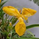 Iris pseudacorus Bloem