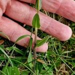 Arabis ciliata Kora