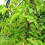 Actinidia arguta Fruit