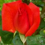 Rosa spp. Квітка