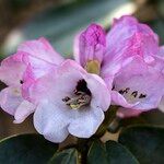 Rhododendron campanulatum Blodyn