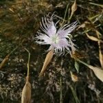 Dianthus broteri Floare