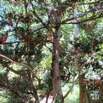 Chamaecyparis obtusa Hábito
