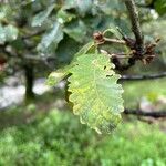 Quercus canariensis Leaf