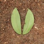 Julbernardia pellegriniana Hoja