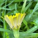 Leontodon hispidus Leaf