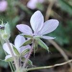 Erodium lebelii Blüte