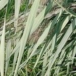 Phragmites australis Folha