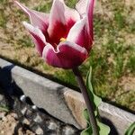 Tulipa didieri Blomst