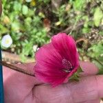 Malope trifida Blomst