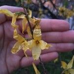 Forsythia suspensaKvet