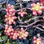 Sedum andegavense 葉