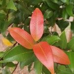 Photinia glabraFulla