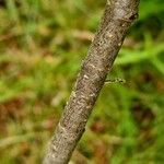 Cotoneaster integerrimus Bark