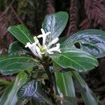 Chassalia gaertneroides Otro